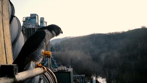 Falcons take up residence at Mon Power's Harrison Power Station, curb pigeon population